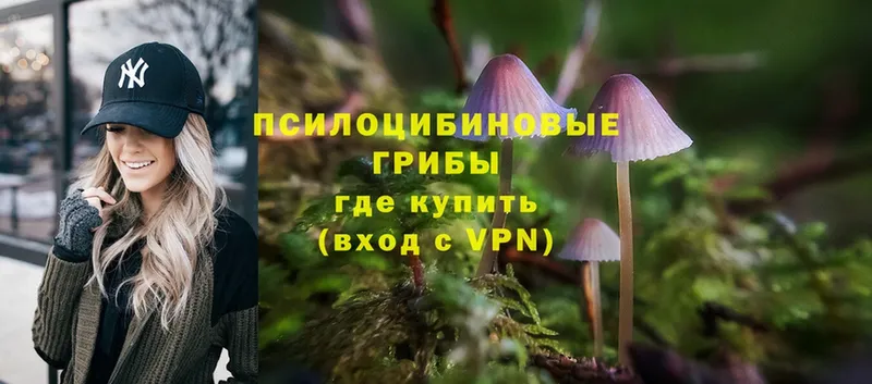 где можно купить   Кондопога  Галлюциногенные грибы Psilocybe 